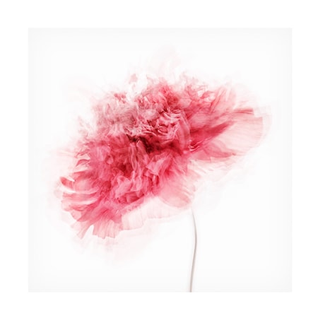 Inna Karpova 'Poppy Impressions' Canvas Art, 35x35